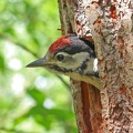 Buntspecht (Dendrocopos major)